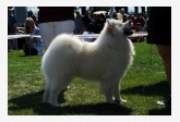 Samojed