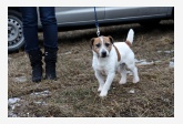 Jack Russell teriér - Aust. Ch. Myrmidon Jack Koala