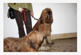 Briard