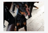 Doberman