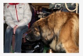 Leonberger