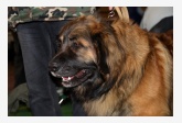 Leonberger