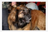 Leonberger