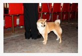 Shiba