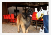 Leonberger