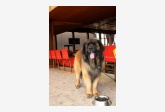 Leonberger