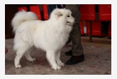 Samojed