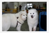 5. Samojed