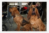 50. Svätohubertský pes (Bloodhound)