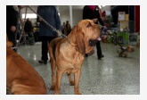 51. Svätohubertský pes (Bloodhound)