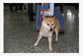 55. Shiba