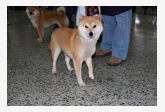 56. Shiba