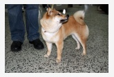 57. Shiba