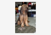 62. Briard