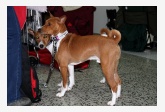 76. Basenji