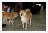 155 Shiba