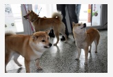 156. Shiba