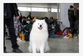 Samojed