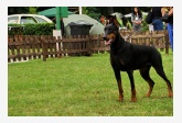 Doberman