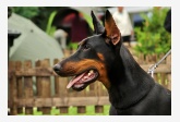 Doberman 2