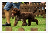 Lagotto