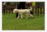 Lagotto - Hesiodos Penny