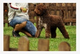 Lagotto 2