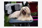 Lhasa apso 2