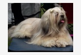 Lhasa apso 3