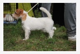 Jack Russell teriér 3  All Jacks I’m Just Pemiko