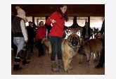 Leonberger - Lokrik P. Bora z Milotiček