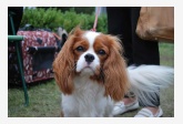 Cavalier King Charles španiel