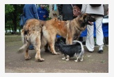 Leonberger a Tibetský španiel