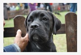 Cane corso