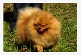 Pomeranian