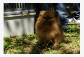 Pomeranian