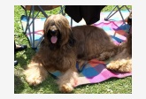 Briard