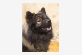 Eurasier George Gerschwin von Massow-Krummau