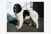 Landseer Surcouf du Domaine de Val Kurlande