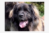 Leonberger - BessyEnsson Bohemia