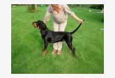 black and tan coonhound JAZZMAN  WHEN  THE  DEALIN´S  DONE