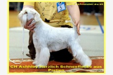 CH Ashley Herzlich Schneeflocke aus Pistien