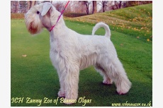 ICH Zanny Zoe of Bianco Olgas