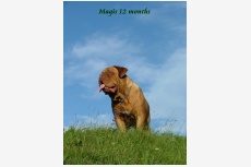 AGRAMER BORDOG MAGIS,Dogue de Bordeaux