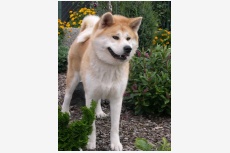 ZUI REI AKITA INU OF CACIC