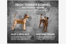 Irish Terrier Kennel Pod modrým vrchom