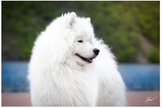 Samojed Polar Beauty