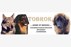 Tobrok