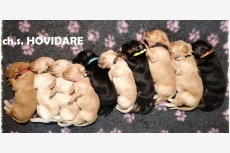 Hovidare