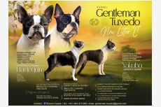 Gentleman Tuxedo kennel